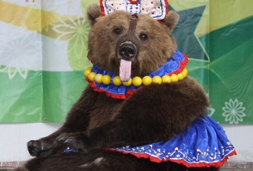 Цирковое представление «Три медведя»