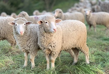 Вниманию владельцев животных