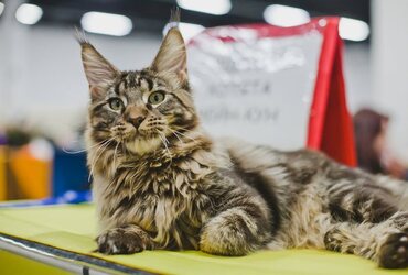 Международная выставка кошек