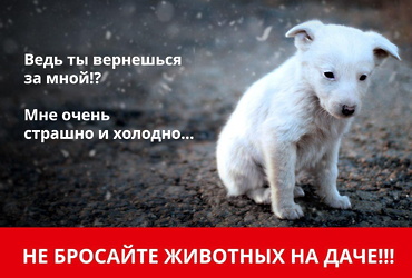 Не оставляйте домашних животных на даче