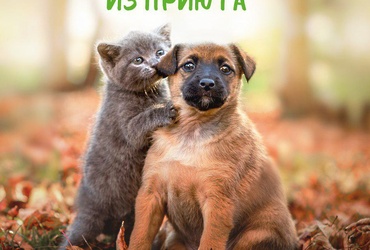 Вниманию владельцев домашних животных