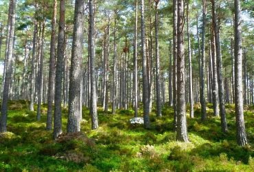 Приглашает «Лосиный остров»