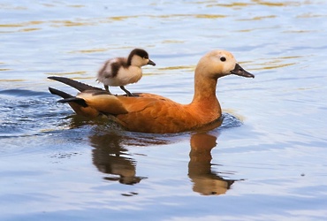 СОБЫТИЯ В РЕУТОВЕ