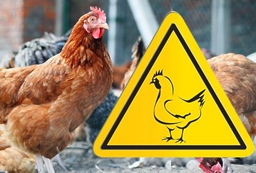 Реутовская ветстанция сообщает