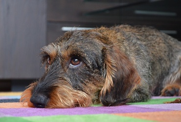 Обезопасьте себя от агрессивных животных