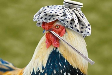 Внимание: птичий грипп