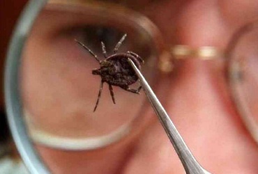 Настала пора клещей