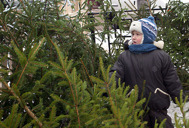 На территории Подмосковья откроются 386 ёлочных базаров