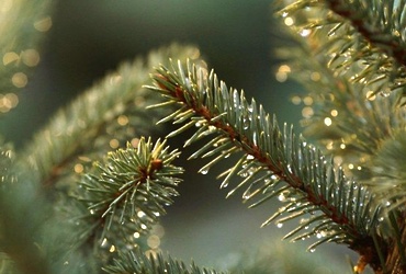 В Реутове работают 4 ёлочных базара