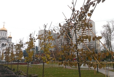 В Реутове продолжается посадка дереьев