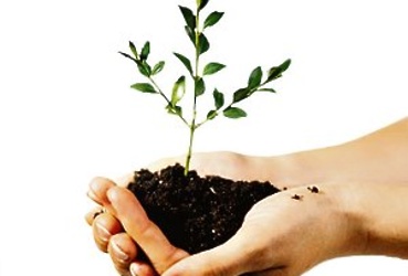 В пятницу в сквере у Храма святой Троицы начнется озеленение