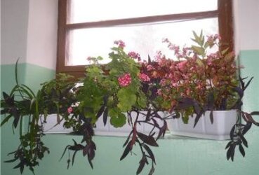 В Реутове расцвёл «Зелёный этаж»