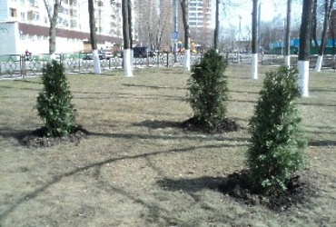 Посадка деревьев. Управляющие компании