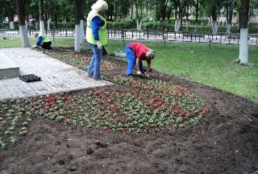 Высадка рассады однолетних растений