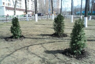 Посадка деревьев