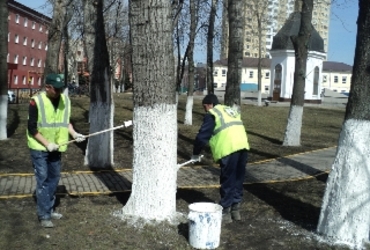 Побелка деревьев