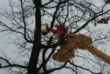 Скворцы прилетели