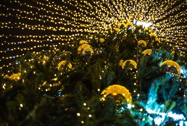 До открытия официальных елочных базаров в Реутове осталось две недели