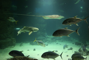 Экскурсионный тур по программе Океанариум «Москвариум».