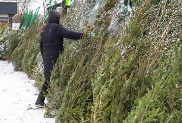 В Реутове открылись елочные базары