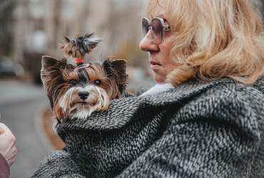 Владельцы домашних животных могут бесплатно вакцинировать питомцев в Реутове