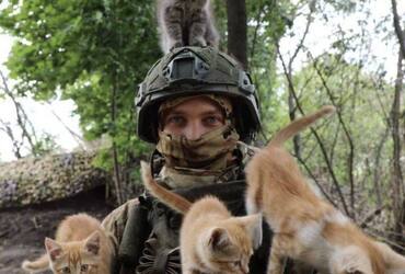 Мобилизованный реутовчанин спасает на СВО кошек и собак