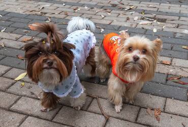 В Реутове реализуются меры профилактики бешенства среди животных и людей