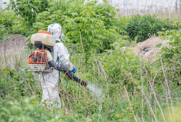 В Реутове обработали территорию сквера от борщевика