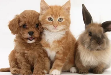 Бесплатная вакцинация домашних животных от бешенства пройдет в Реутово.