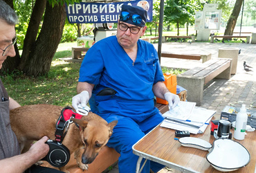 Бесплатную вакцинацию домашних животных проведут в Реутове
