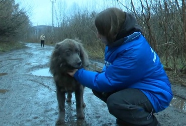 Молодогвардейцы из Реутова помогли питомцам приюта для животных